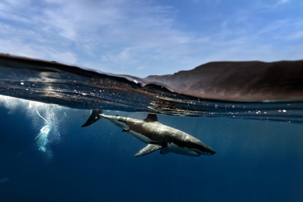 Videographer Carlos Gauna has found a passion for filming sharks across Southern California and beyond, like this great white shark filmed off Guadalupe Island. (Courtesy of Gauna/The Malibu Artist)