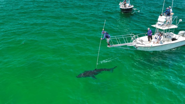 Videographer Carlos Gauna has found a passion for filming sharks across Southern California and beyond, often helping researchers learn more about the species. (Courtesy of Gauna/The Malibu Artist)