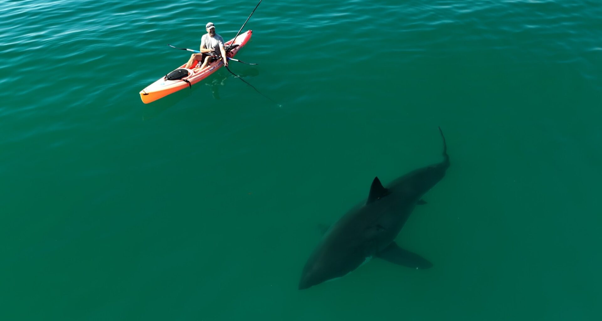 Filmer finds passion for documenting sharks in the wild off Southern California – Orange County Register