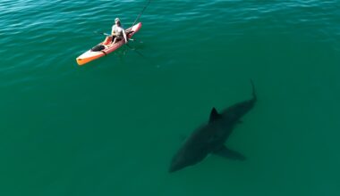 Filmer finds passion for documenting sharks in the wild off Southern California – Orange County Register