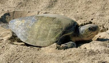 Nesting olive ridley sea turtle off OC beaches is a first recorded for West Coast – Orange County Register