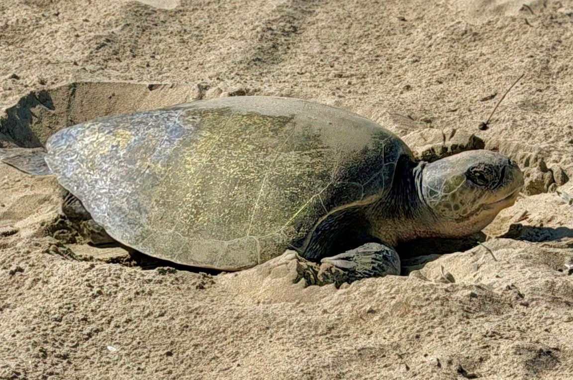 Nesting olive ridley sea turtle off OC beaches is a first recorded for West Coast – Orange County Register