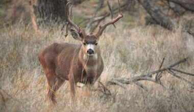 Photo of adult male deer standing in dry brush.jpg