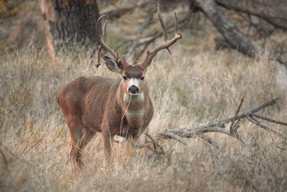 Photo of adult male deer standing in dry brush.jpg