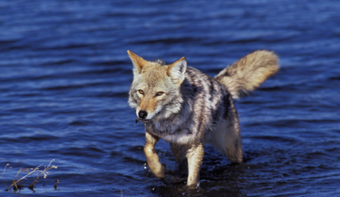A coyote somehow swam two miles to Alcatraz, vanished before cameras could find him again, and DNA in his droppings revealed he had crossed from Angel Island, not nearby San Francisco as biologists expected