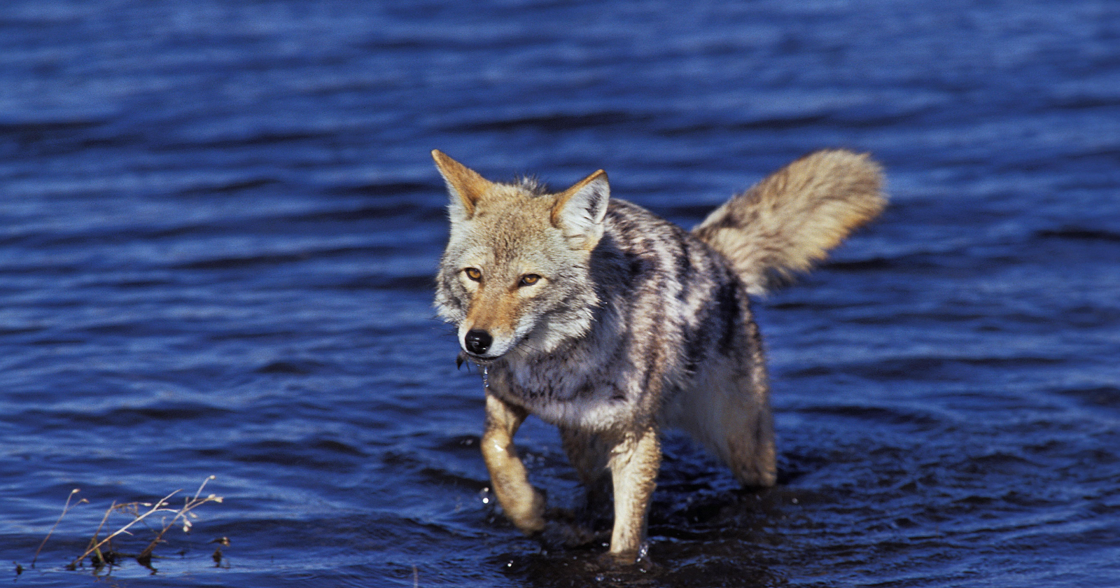 A coyote somehow swam two miles to Alcatraz, vanished before cameras could find him again, and DNA in his droppings revealed he had crossed from Angel Island, not nearby San Francisco as biologists expected