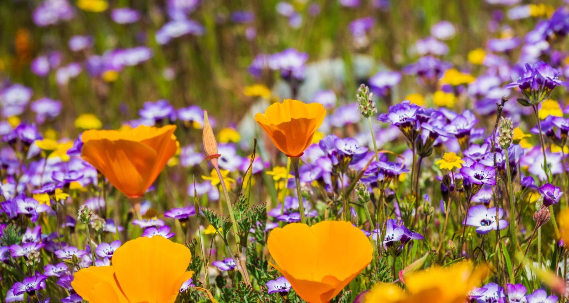 Is watering turfgrass against the law? And how to grow California wildflowers – Orange County Register