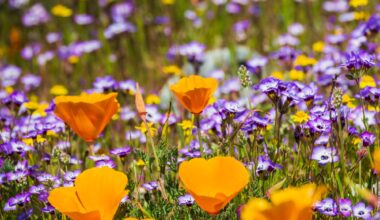 Is watering turfgrass against the law? And how to grow California wildflowers – Orange County Register