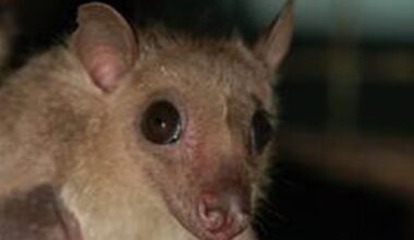 Rabid bat cases in Los Angeles County hit a record high – NBC Los Angeles