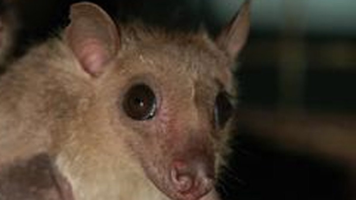 Rabid bat cases in Los Angeles County hit a record high – NBC Los Angeles