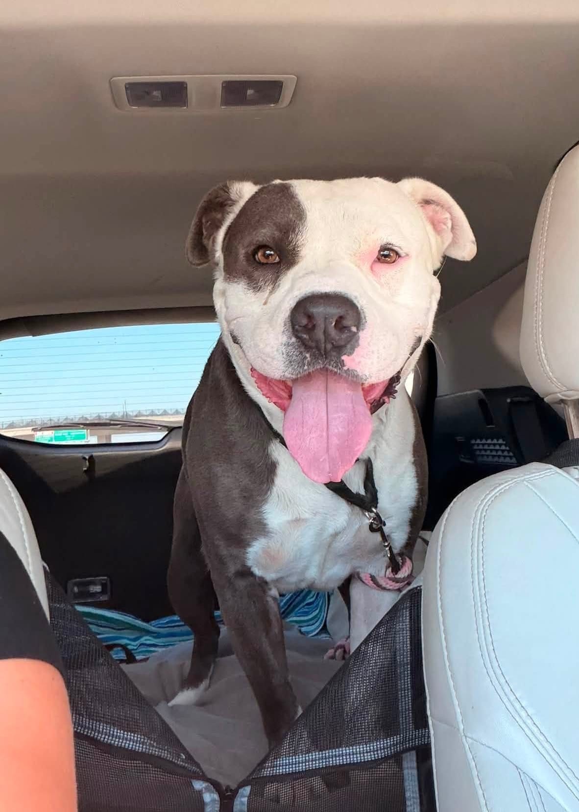 An adorable gray and white dog sits in the back seat of a car.