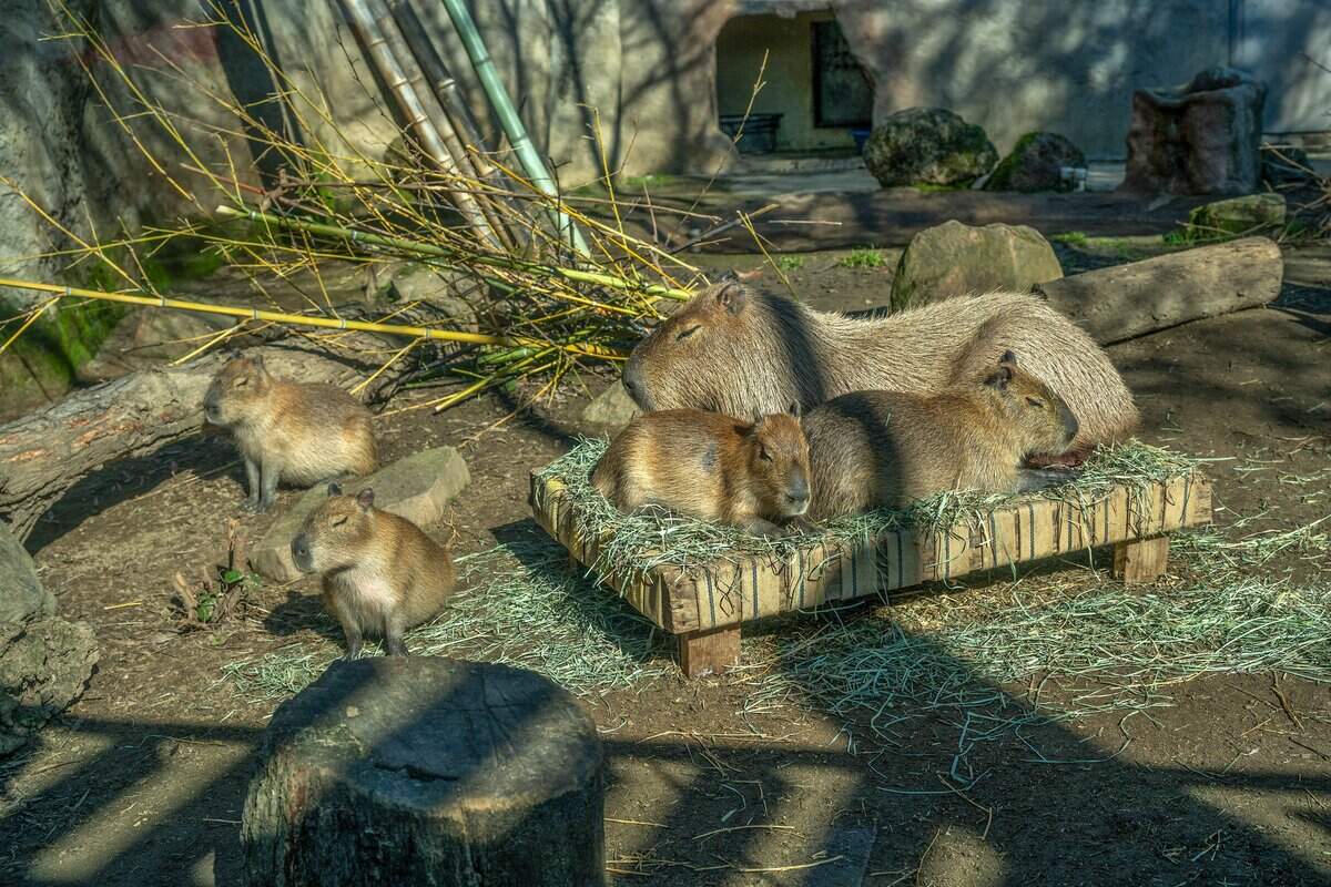 Capybara Peppermint Patty stays close to her babies as they bask in the morning sunshine at the Sacramento Zoo in February.