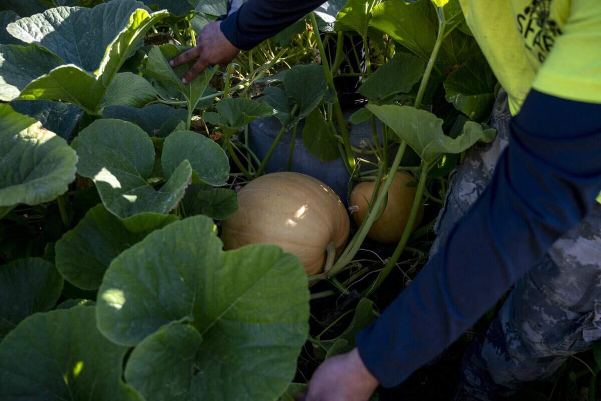 A worker at the California State Fair farm in Sacramento checks on the pumpkins on Thursday, July 23, 2026.