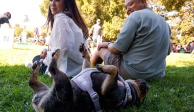 Dogs get free vaccinations at Bark in the Park – East Bay Times