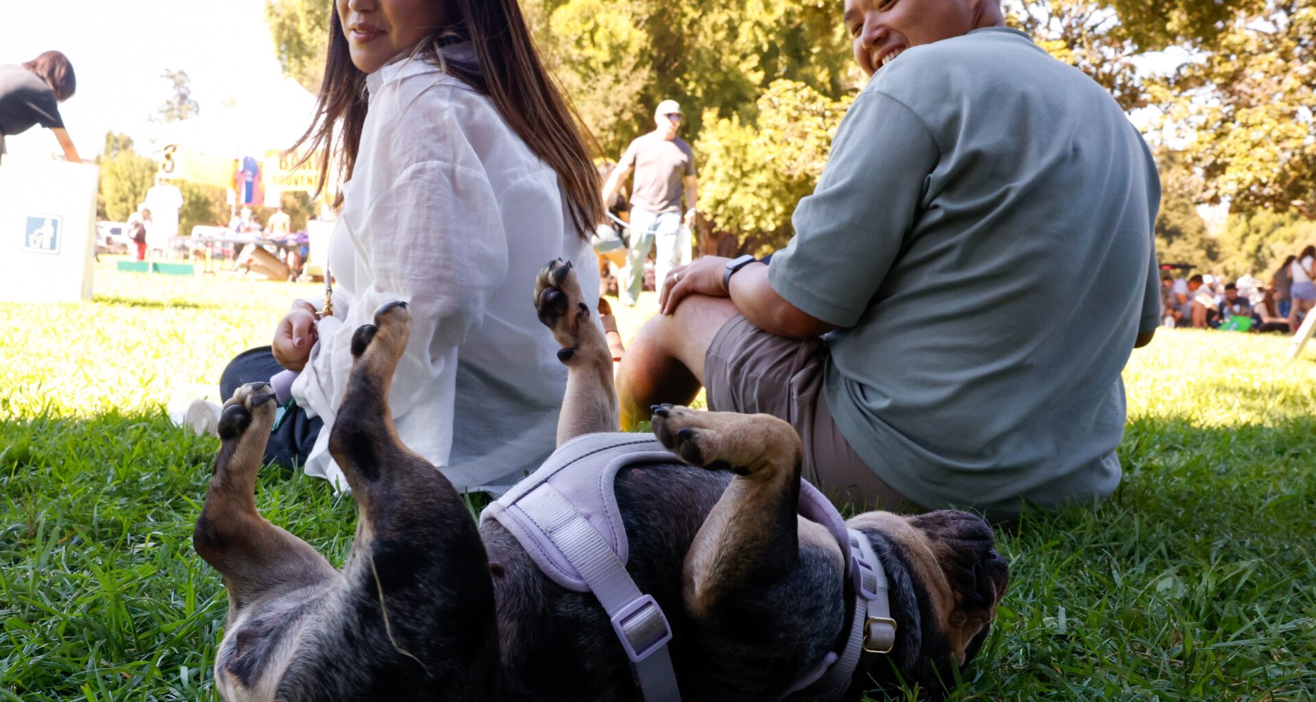 Dogs get free vaccinations at Bark in the Park – The Mercury News