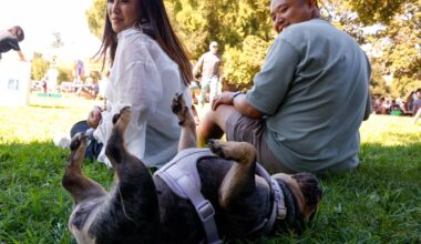 Dogs get free vaccinations at Bark in the Park – The Mercury News