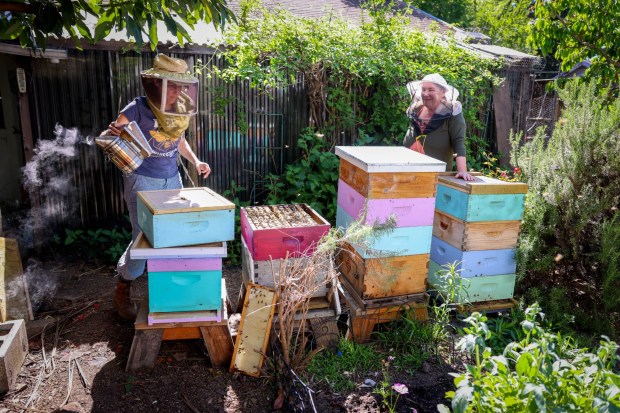 Sweet Serendipity Honey beekeeper Paula Breen, left, uses a bee smoker to calm honey bees in their beehives as assistant Liz Griffiths stands by at Breen's garden in San Leandro, Calif., on Friday, May 3, 2024. Also, Breen and Griffiths are members of the Alameda County Beekeepers Association, in which she responds to people who have sudden swarms on their property, removing and safely relocating the bees. (Ray Chavez/Bay Area News Group)