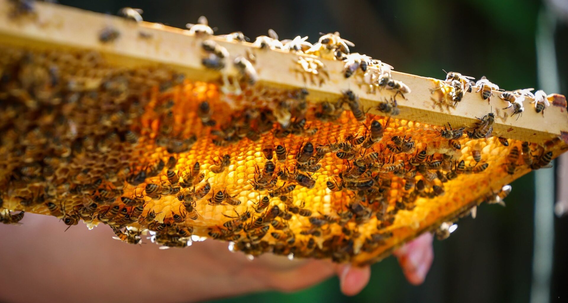From backyard hives to farm pollination, local beekeepers produce delicious local honey varieties – The Press Democrat