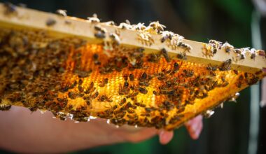 From backyard hives to farm pollination, local beekeepers produce delicious local honey varieties – The Press Democrat