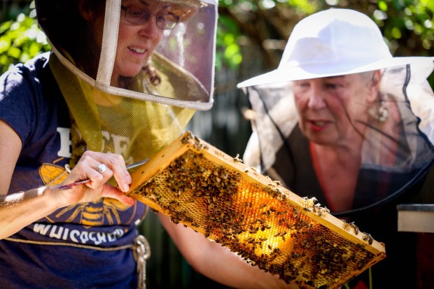 Sweet Serendipity Honey beekeeper Paula Breen, left, and Liz Griffiths looks on a frame with a colony of bees from their beehives at Breen's garden in San Leandro, Calif., on Friday, May 3, 2024. Also, Breen and Griffiths are members of the Alameda County Beekeepers Association, in which she responds to people who have sudden swarms on their property, removing and safely relocating the bees. (Ray Chavez/Bay Area News Group)