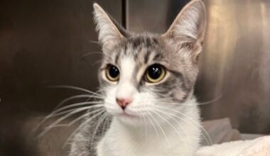 San Jose: Why the shootings of two cats is especially 'concerning'