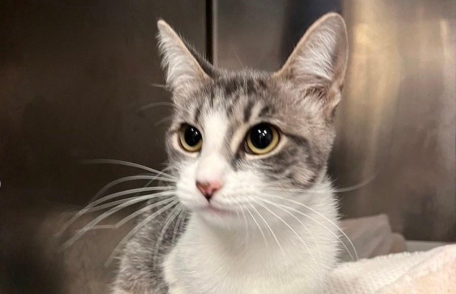 San Jose: Why the shootings of two cats is especially 'concerning'