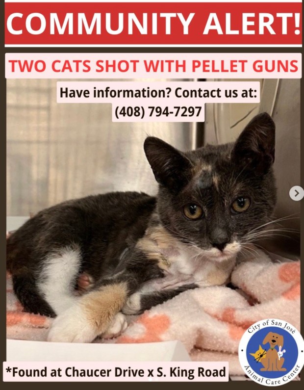One of two cats found with pellet gun wounds in San Jose in late August (City of San José Animal Care and Services Instagram)
