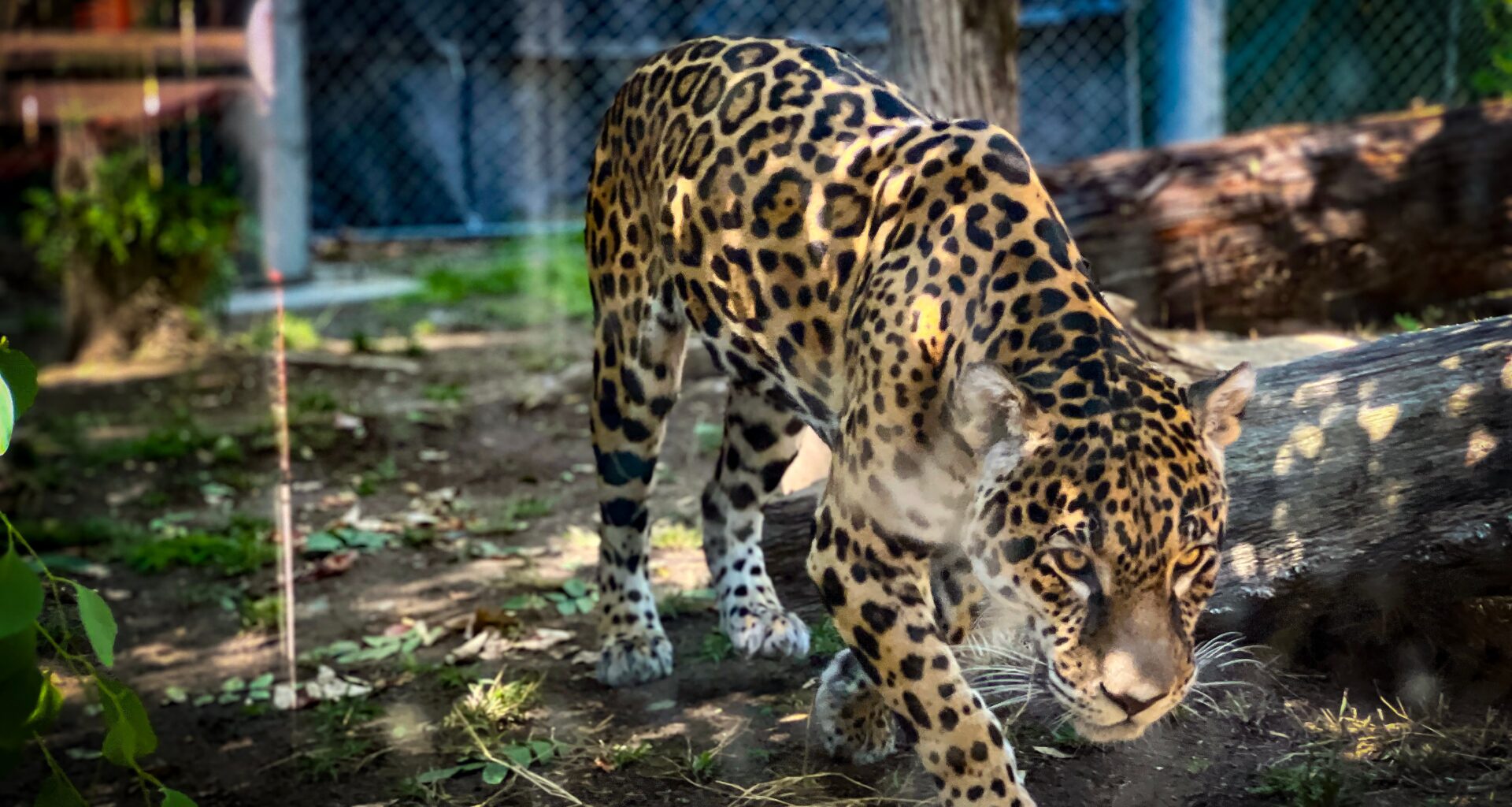 Happy Hollow's new jaguar making himself at home in San Jose