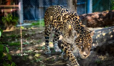 Happy Hollow's new jaguar making himself at home in San Jose