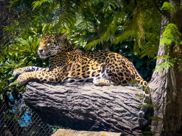 Happy Hollow's new 9-year-old jaguar named Sonries explores his habitat at Happy Hollow Park and Zoo in San Jose, Calif., on Friday, Sept. 4, 2026. (Shae Hammond/Bay Area News Group)