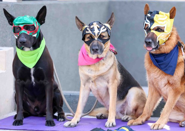 Checo, left, Lis and Sol wearing Lucha Libre masks attend Lucha Libre Wrestling Night at Thrive City Plaza in San Francisco, Calif., Thursday, Sept. 24, 2026. Twenty-two wrestlers performed in six matches during the free event hosted by West Coast Pro Wrestling and Pro Wrestling Revolution. (Ray Chavez/Bay Area News Group)