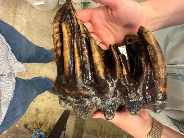 A molar more than 11,000 years old from a Pacific mastodon, an extinct species of prehistoric elephant, was found in March, 2026 a creek in San Mateo County on property owned by the Midpeninsula Regional Open Space District. (Photo: Midpeninsula Regional Open Space District)