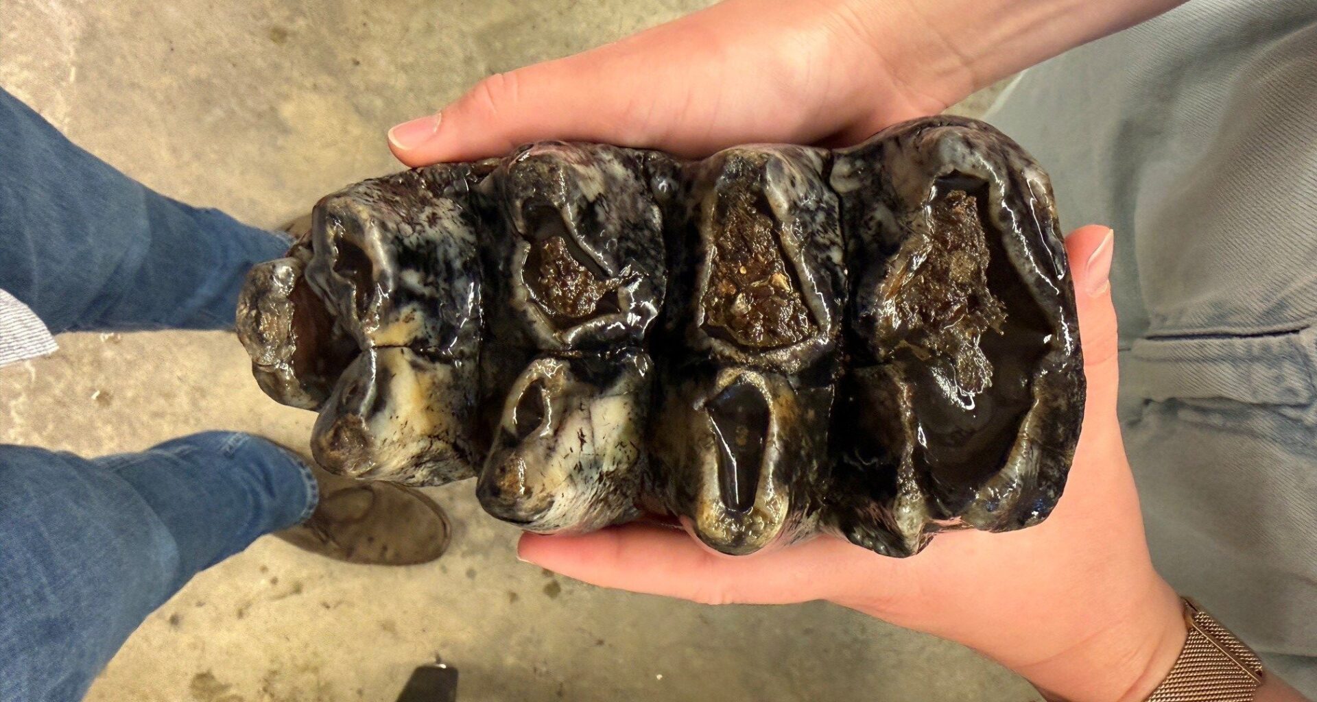 Rare mastodon fossil found in San Mateo County creek