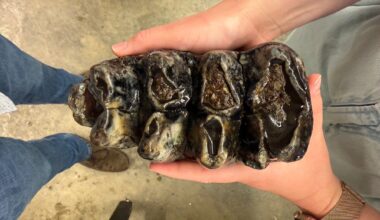Rare mastodon fossil found in San Mateo County creek