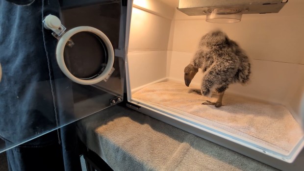 A California condor chick, rescued from a nest in a national park in central California in May, is being cared for at the San Diego Zoo Safari Park with the hope of it being released back to the wild in about a year. (San Diego Zoo Wildlife Alliance)