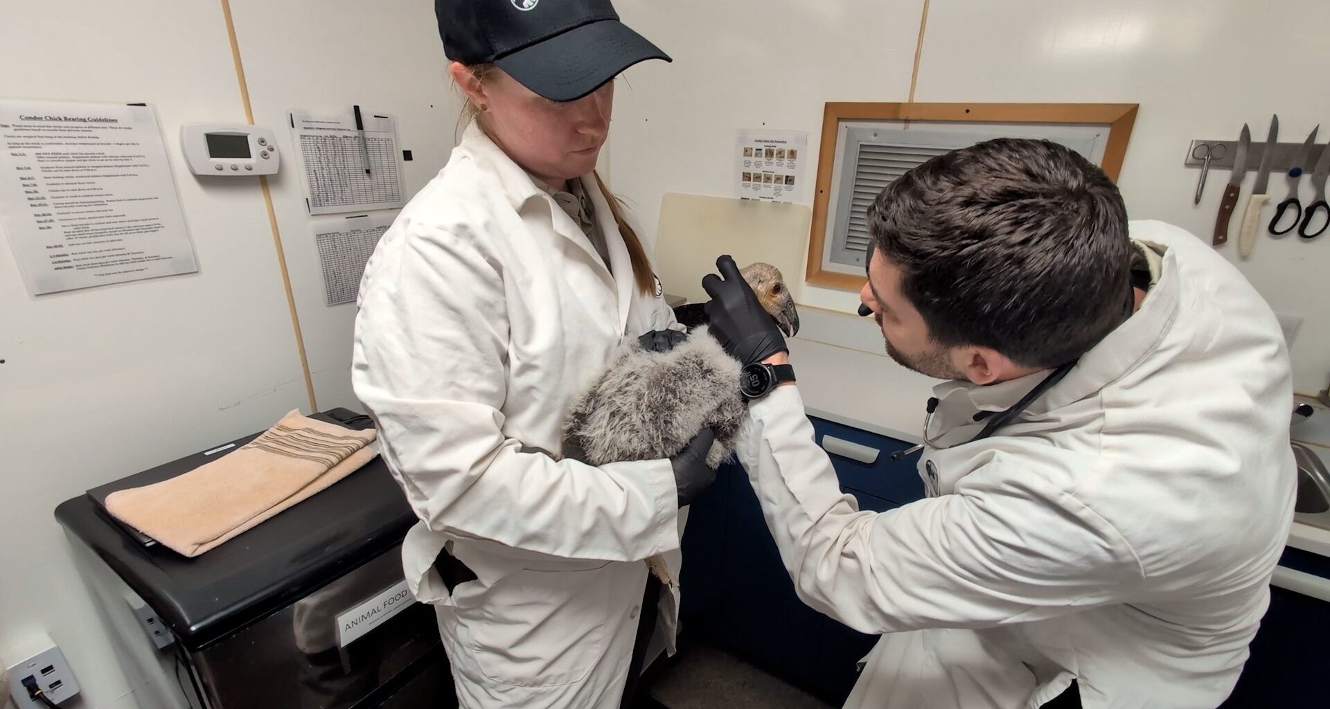 Safari Park caring for condor chick rescued from nest in Pinnacles National Park – San Diego Union-Tribune