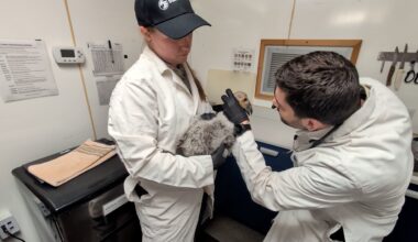 Safari Park caring for condor chick rescued from nest in Pinnacles National Park – San Diego Union-Tribune