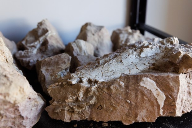 San Diego, California - A fossilized limb of an odd-toed hoof animal, estimated to be around 40-45 million years old, are shown in Oceanside on Tuesday, Sept. 22, 2026. The remains were discovered at an Oceanside City infrastructure project. (Kristian Carreon / The San Diego Union-Tribune)