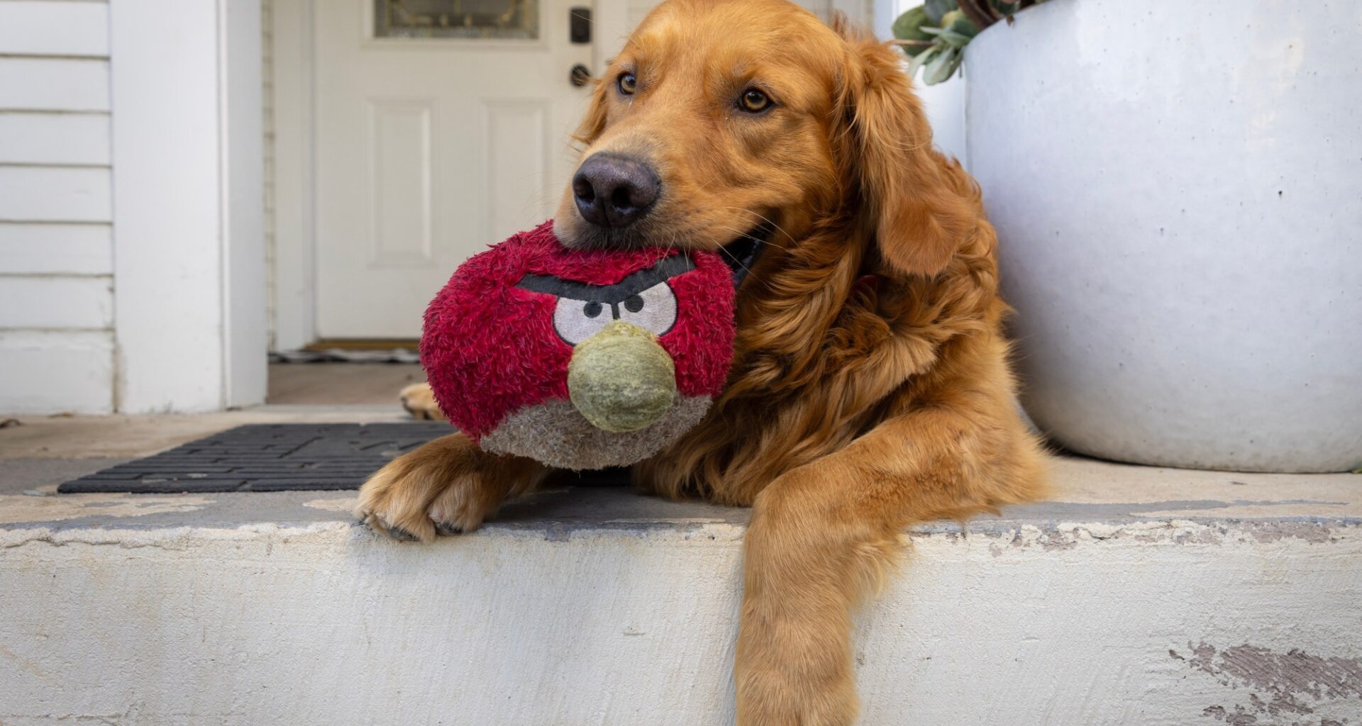 Inside the viral video of the burglar and the San Diego dog who just wanted to play – San Diego Union-Tribune