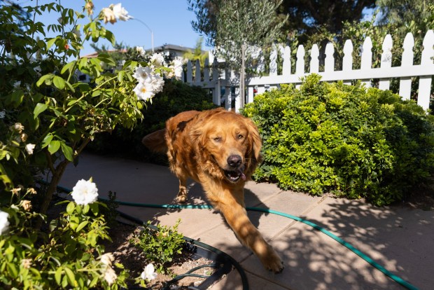 San Diego, CA - Nash the golden retriever runs through the front yard of his home on Thursday, Sept. 17, 2026, in San Diego, CA. Nash's owners were out of town when an intruder broke into the house. In a now viral video Nash is seen trying to play with the intruder rather than guarding the house. (Luke Johnson / The San Diego Union-Tribune)