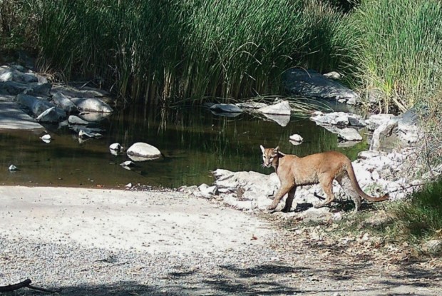 A mountain lion is spotted roaming in Mission Trails Regional Park near Suycott Valley Trail in late June. (Point Loma Nazarene University Department of Biology)
