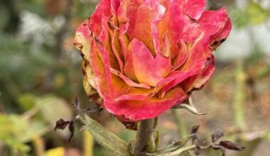 Should California rosarians rethink summer pruning? – San Diego Union-Tribune