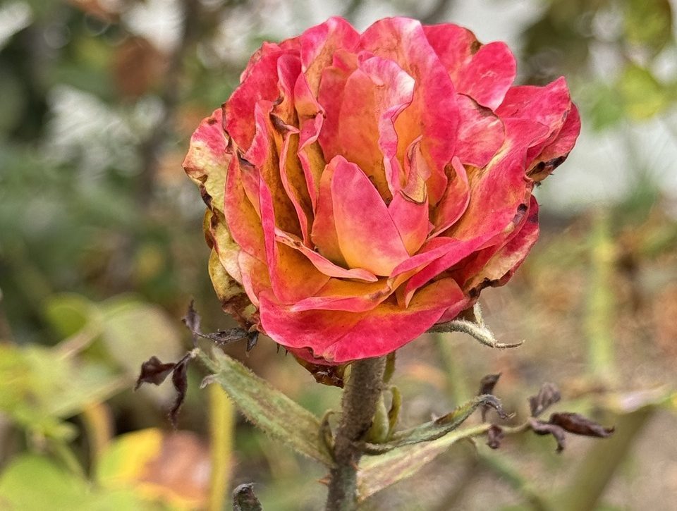 Should California rosarians rethink summer pruning? – San Diego Union-Tribune