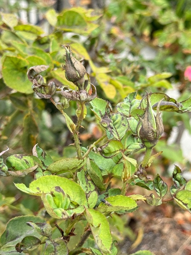 Scorched and deformed blooms also are signs of chilli thrips. (Rita Perwich)