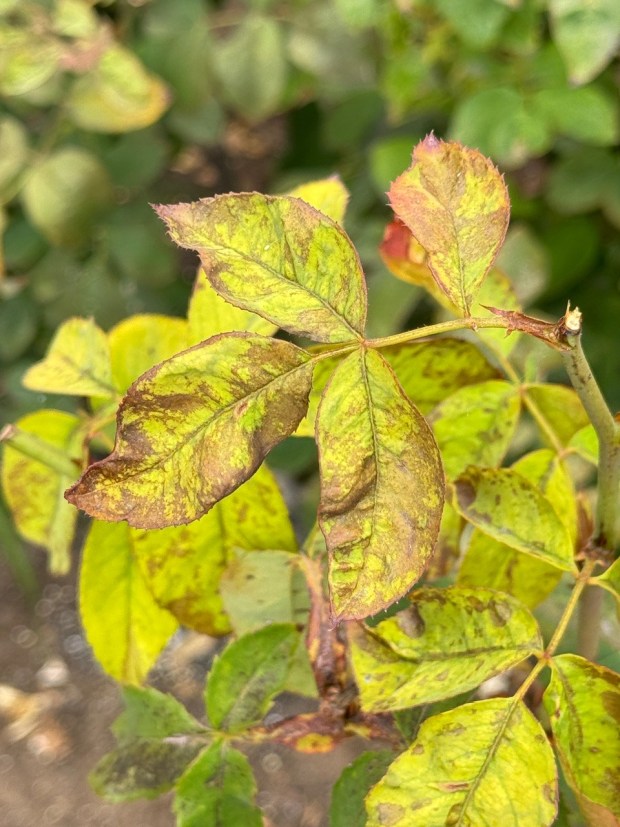 Chilli thrips are invisible to the naked eye, but you know they are present when you see puckered, twisted, deformed and bronzed foliage. (Rita Perwich)