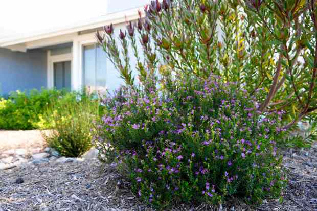 Purplish blooms of false heather with a stand of Leucadendron 'Safari Sunset' behind bring splashes of color to the yard. (Brandon Pollard / The San Diego Union-Tribune)