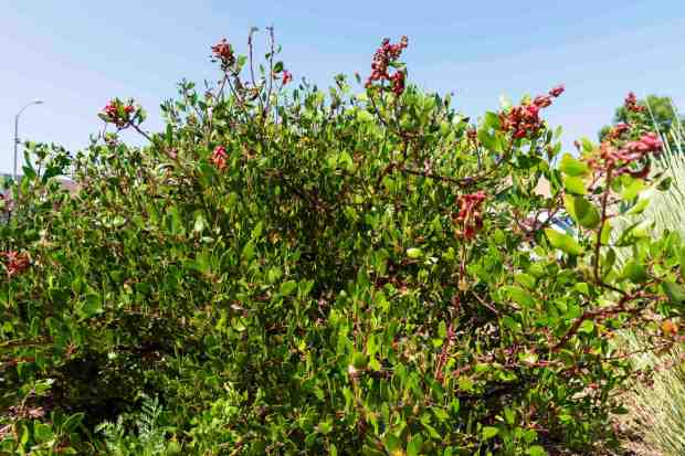 Hardy, low-water plants in the front yard. (Brandon Pollard / The San Diego Union-Tribune)