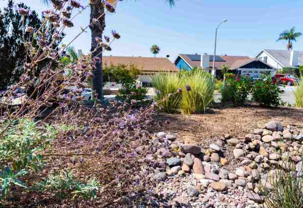 Even amid the intense heat during this visit in August, the low-water and California native plants tolerate the conditions and continue to thrive. (Brandon Pollard / The San Diego Union-Tribune)