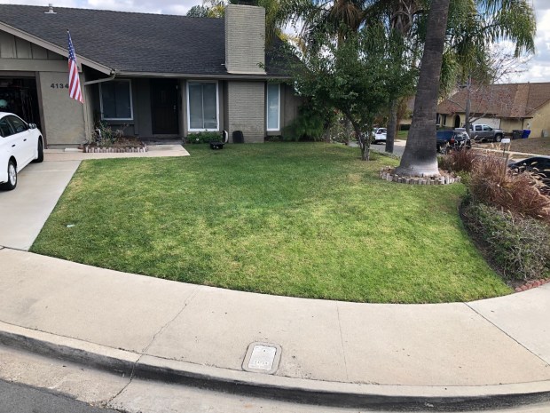 The Watson front yard before the landscape makeover was mostly lawn and palm trees. (Tom Watson)