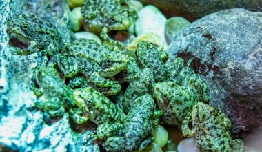 A California frog is on the brink of extinction. Long Beach’s aquarium has a plan to save it